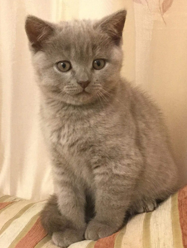 Шотландский Лиловый Котенок Фото