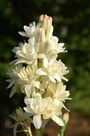 Тубероза (поліантес)